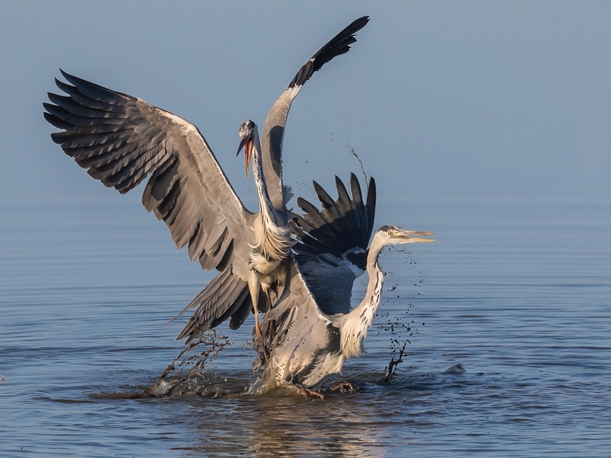 Fighting herons - John Hughes - 2nd place Nature image